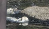 PICTURES/Oregon Coast Aquarium - Newport/t_Otters1.jpg